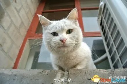 真是萌的受不了 故宫最萌“猫保安”走红网络