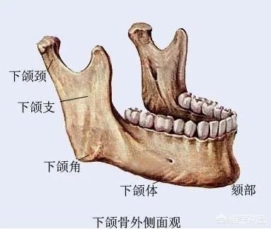 拔智齿真的可以瘦脸吗?有何依据?