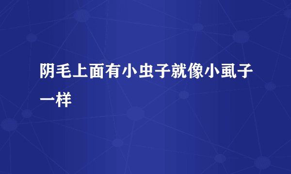 阴毛上面有小虫子就像小虱子一样