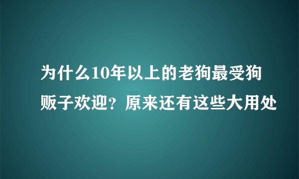 为什么10年以上的老狗最受狗贩子欢迎?原来还有这些大用处