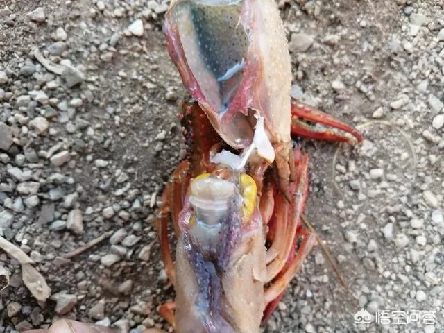 今后3年内,对于小龙虾养殖户来说,所要面对的市场风险与机遇有哪些?