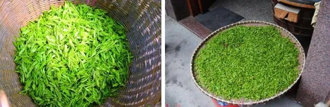 杭州的龙井茶有什么特色?