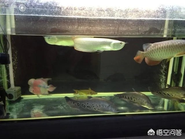 宠物鱼是不是很难养活,我想养一些宠物鱼卖?
