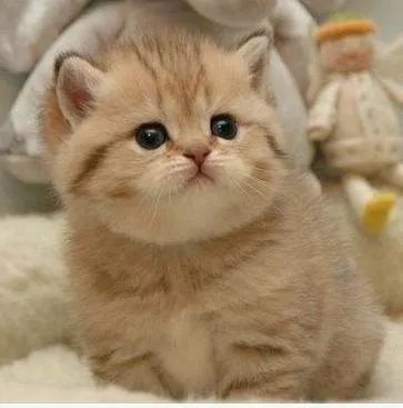 宠物猫的品种有哪些？各附带一张图片吧。 亲们辛苦了，先谢啦！