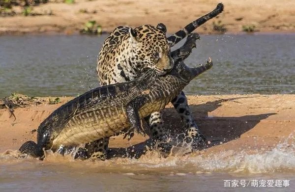 美洲豹能下水捕杀鳄鱼吗?