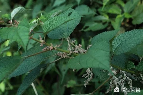 现在种植什么药材能够赚钱?