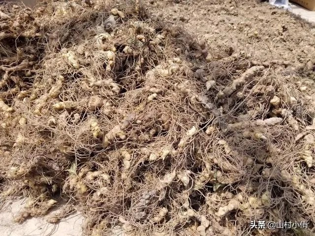 现在种植什么药材能够赚钱?