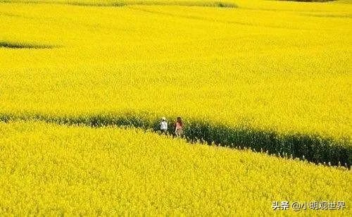 各地出现囤粮潮，粮荒是不是真的来了，大家怎么看？