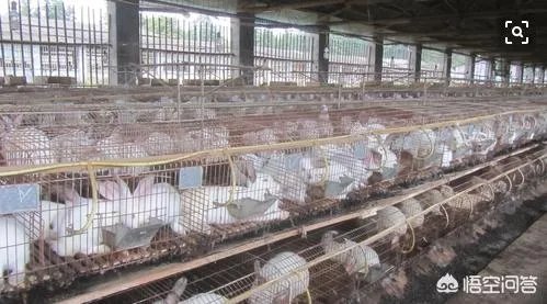 2019年养殖兔子赚钱吗？养殖1000只兔子一年的利润多少？