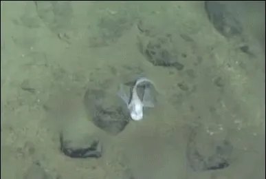 马里亚纳海沟底部是不是也有鱼类在生存?