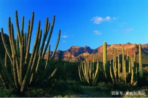 电脑旁边放上仙人掌，真的能够有效防辐射吗？
