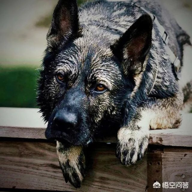 对于“锤系德牧”你怎么看?