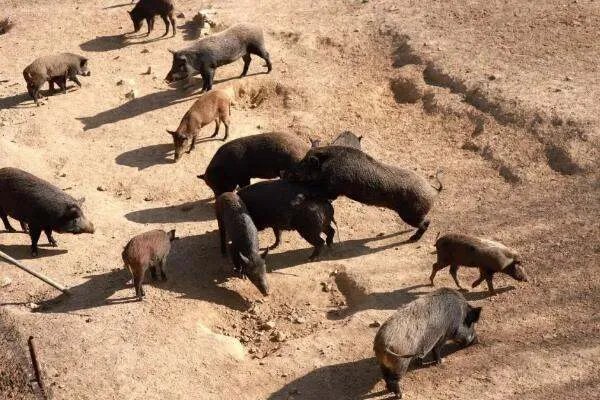 英媒：西班牙城市野猪成灾，伤人事件频发！野猪为何会出现在城区？