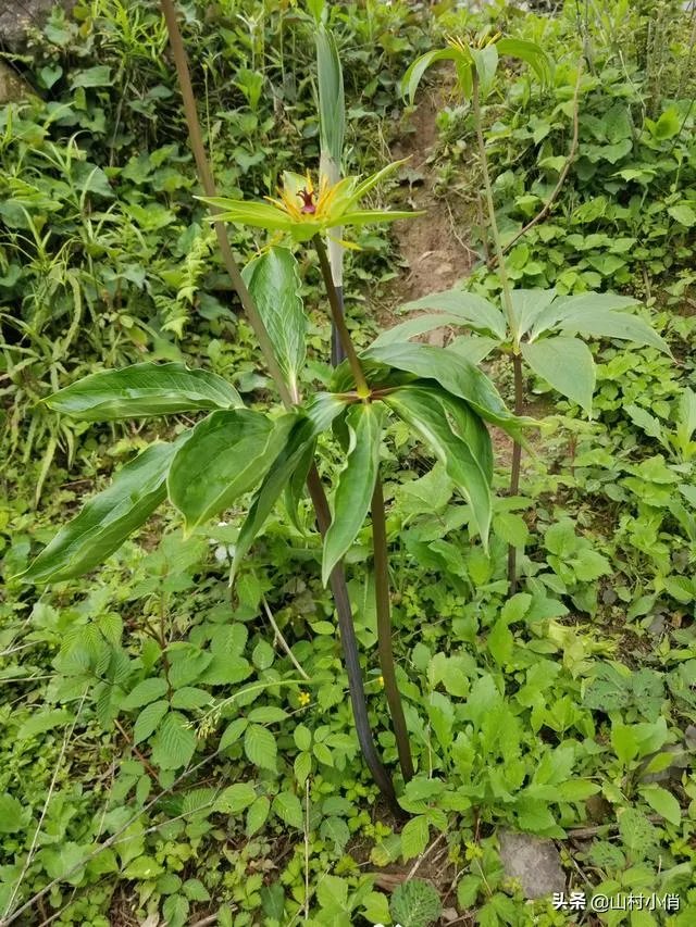 现在种植什么药材能够赚钱?