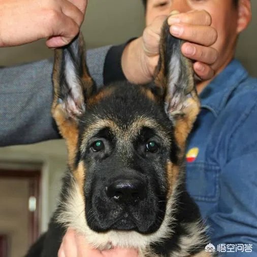 对于“锤系德牧”你怎么看?
