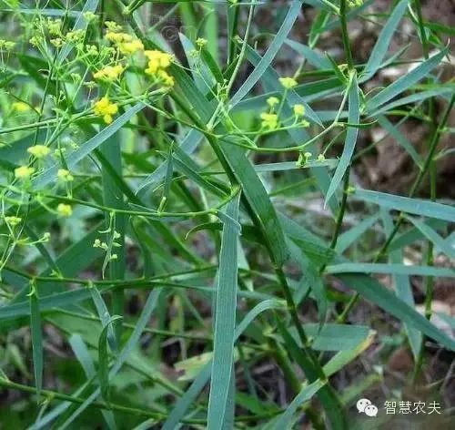 现在种植什么药材能够赚钱?