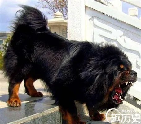 世界上最贵的藏獒就是马俊仁所养的「小王子」,身价高达4000万元