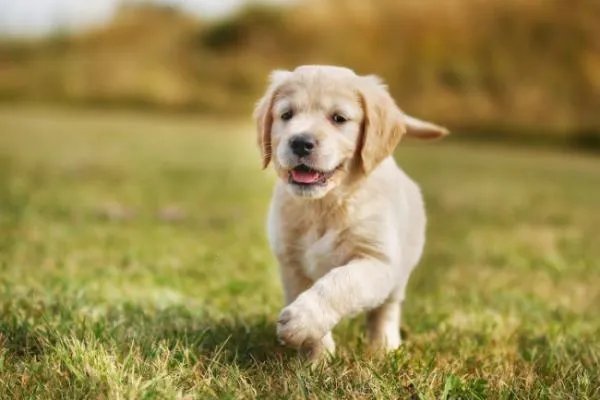 金毛幼犬一般多少钱一只？