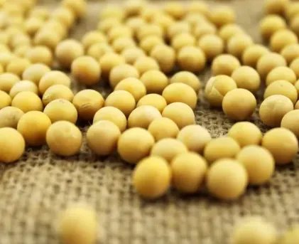 为什么武汉会采购360吨黄豆抗洪,黄豆有什么具体作用吗?
