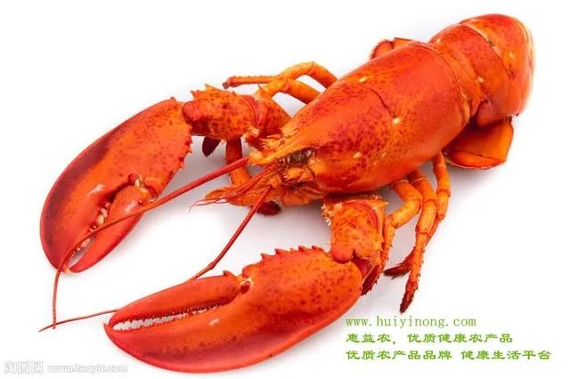 虾为什么不能吃死的?