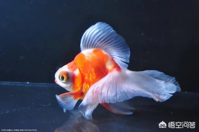 宠物鱼是不是很难养活,我想养一些宠物鱼卖?