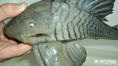 蓝眼皇冠豹好看吗?有哪些特征?