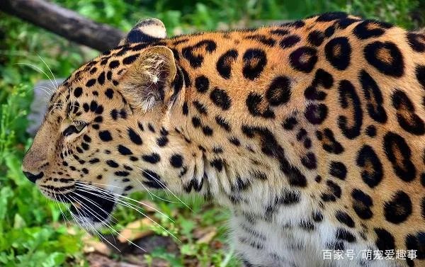 美洲豹能下水捕杀鳄鱼吗?