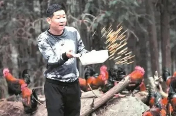 52岁的“三德子”赵亮成养鸡大户,他是如何一步步走到今天的?