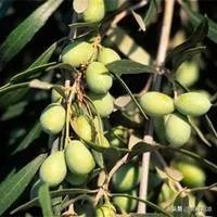 橄榄树掉果了怎么办?