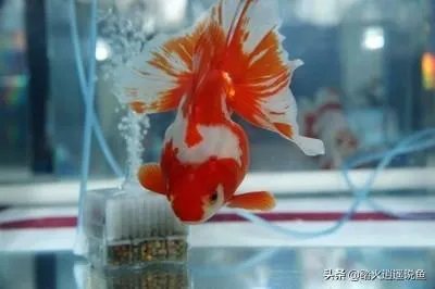 鱼缸增氧泵开的越大越好吗？