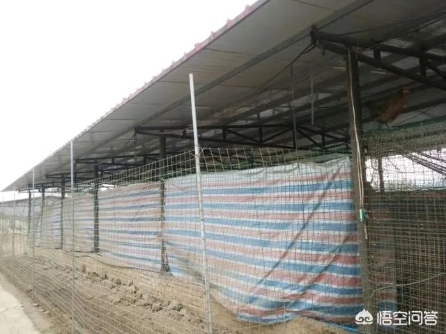 散养鸡舍怎样设计可以提高生产效率？