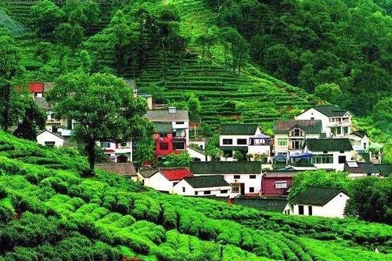 杭州的龙井茶有什么特色?