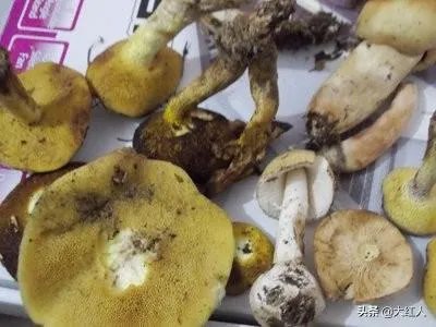 通过什么渠道把云南野生菌销往日韩欧美?