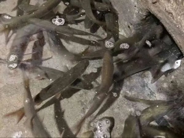 重庆巫溪神秘鱼泉是怎样的?