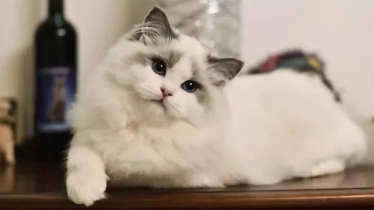 继承了“老佛爷”遗产的那只猫，如今生活的怎么样了？