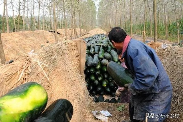 冬瓜采收回来后,有哪些贮藏方法可以让冬瓜贮藏的时间更长?