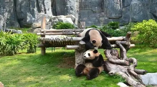 扬州景区大熊猫被投喂时受惊,你认为该不该严惩随意投喂的游客?