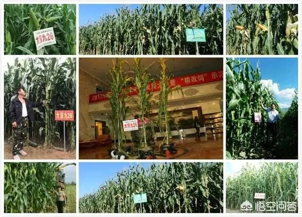 在忻州种什么品种的玉米比较好?
