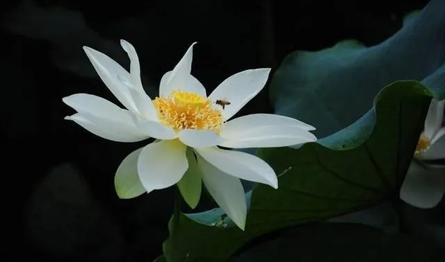 怎么看待燧石文学奖——白莲花这个奖项?