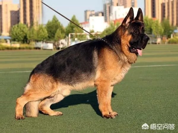 对于“锤系德牧”你怎么看?