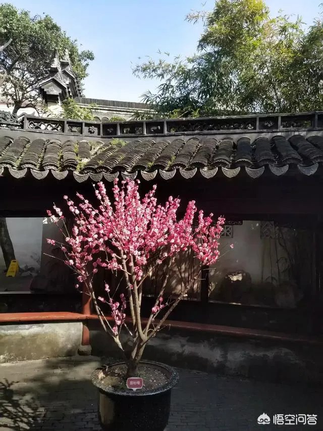 上海的豫园好玩吗?值得一去吗?