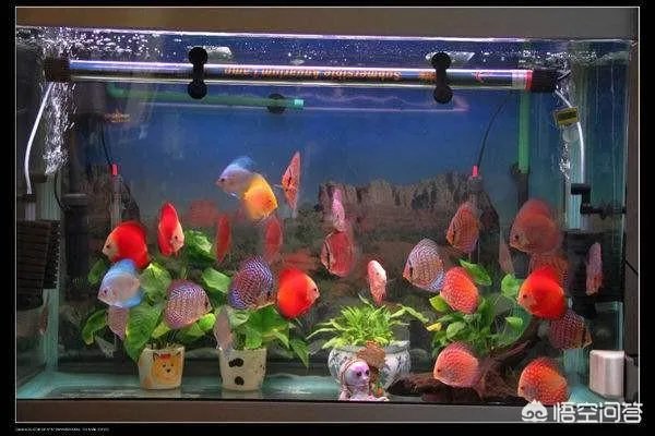 宠物鱼是不是很难养活,我想养一些宠物鱼卖?
