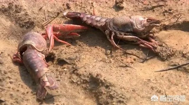 吉安:熊孩子买农药毒死千斤小龙虾,因放假在家太闲无事可做, 你怎么看?