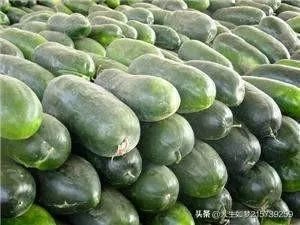 冬瓜采收回来后,有哪些贮藏方法可以让冬瓜贮藏的时间更长?