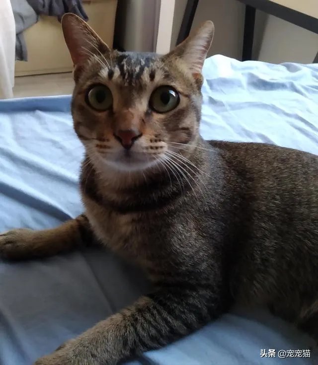 新冠肺炎这么严重,为什么宠物猫,宠物狗不感染呢?