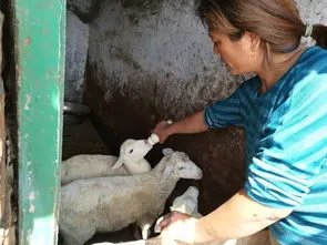 村民在自家地里投毒,毒死9只羊!这位村民受到了什么惩罚?
