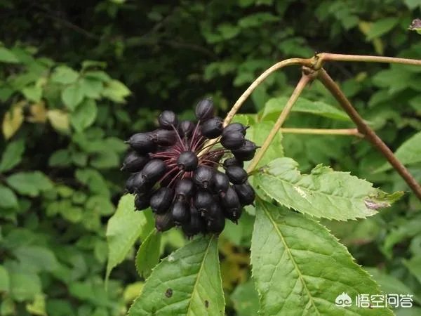现在种植什么药材能够赚钱?