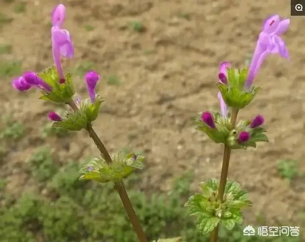 现在种植什么药材能够赚钱?