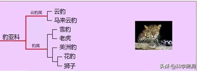美洲豹能下水捕杀鳄鱼吗?