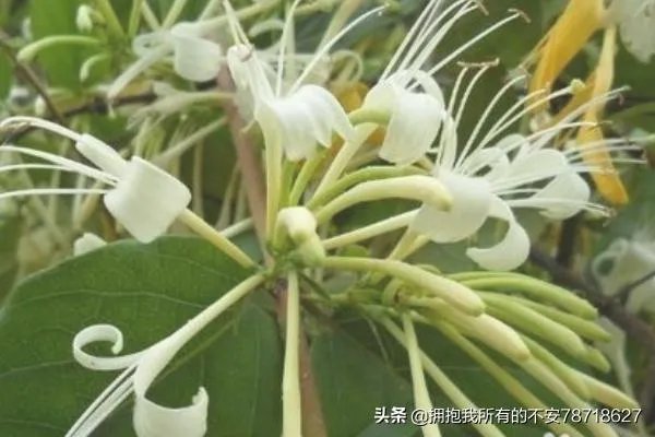 如何制作金银花茶,金银花茶的制作?